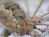 Phalangium opilio